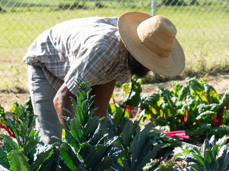 City Farm TLH